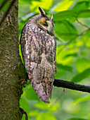 Long-eared owl (Asio otus). National Park Bavarian Forest, enclosure. Europe, Germany, Bavaria