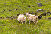 Europa, Island, Südwestisland. Isländische Schafe sind häufig auf den grünen Weiden zu sehen.