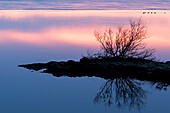 Europa, Nordisland, in der Nähe des Myvatn-Sees, Reykjahlio. Ein farbenfroher Sonnenuntergang spiegelt sich in einem Tundra-Teich.