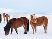 Islandpferd im Neuschnee. Es ist die traditionelle Rasse für Island und geht auf die Pferde der alten Wikinger zurück.