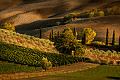 Nachmittagslicht auf Weinberg und Olivenbäumen, Region Toskana, Italien