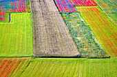 Italy, Castelluccio. Aerial of field with flower patterns
