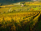 Italien, Toskana, Chianti, Herbstliche Weinbergsreihen mit heller Farbe