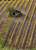 Italy, Tuscany, Monticiano, Small Shed in Harvest Vineyard