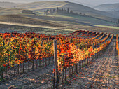 Italy, San Quirico, Autumn Vineyards near San Quirico
