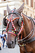 Horse Carriage. Rome. Italy.