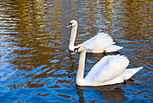 Swans in Keukenhof Gardens