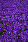 Hyazinthenblumenfelder im berühmten Lisse, Holland