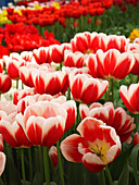Weiß umrandete rote Tulpen