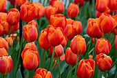 Europe, Netherlands, Holland. Orange tulips at Keukenhof Gardens