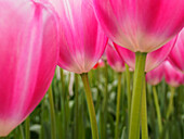 Niederlande, Makro einer farbenfrohen Tulpe