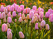 Netherlands, Nord Holland, Selective Focus of Tulip field with dew drops