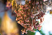 Blumenstrauß aus pastellfarbenen Trockenblumen in einem Geschäft für Innendekoration
