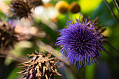 Close-up shot of dry thistle
