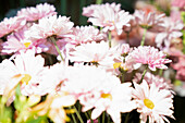 High key photo of flowers as found in garden