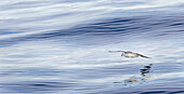 Northern Fulmar, also called Arctic Fulmar (Fulmarus glacialis) near the coast of southern Greenland.