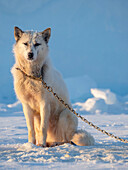 Schlittenhund während des Winters in Uummannaq in Grönland. Die Hundegespanne sind Zugtiere für die Fischer und überwintern auf dem Meereis des Fjordes. Grönland, Dänemark.