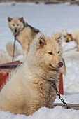 Grönland, Diskobucht, Ilulissat, Grönländische Schlittenhunde, Canis lupis familiaris