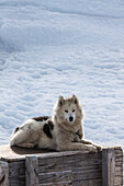 Grönland, Diskobucht, Ilulissat, Grönland-Schlittenhunde, Canis lupis familiaris