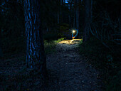 Person with flashlight in forest