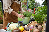 Mittelteil eines Mannes, der Kräuter im Garten pflanzt