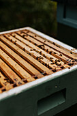 Beehive with hive frames