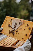 Imker mit Bienenstockrahmen