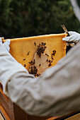 Bienenhalter mit Rähmchen