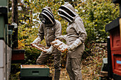 Imker kontrolliert Bienenstock