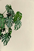 Leaves of monstera plant against white background