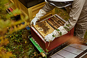 Bee-keeper during work