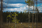 Weißer Vogel auf einer Wiese am Waldrand