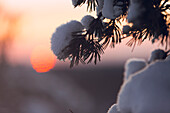 Close-up of frozen branch at sunset