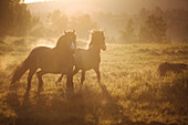 Pferde laufen bei Sonnenaufgang auf einem Feld