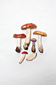Various mushrooms against white background