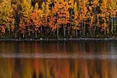 Autumn forest reflecting in water