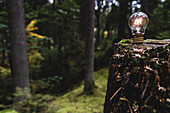 Lit light bulb on tree stump in forest