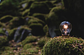 Lit light bulb on tree stump in forest