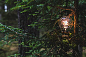 Lit light bulb on tree in forest