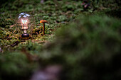 Lit light bulb and mushroom in forest