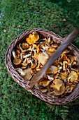 Basket full of chanterelles