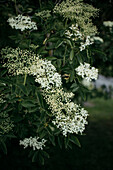 View of flowering elderflower