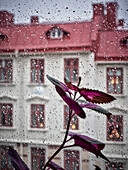 Plant with purple leaves against window