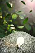 Illuminated light bulb on rock