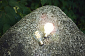 Beleuchtete Glühbirnen auf einem Felsen