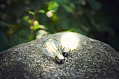 Illuminated light bulbs on rock