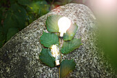 Illuminated light bulbs on rock