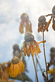 Close-up of dried flowers in winter