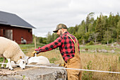Male farmer feeding sheep outdoors