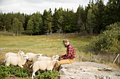 Landwirt mit Schafen auf dem Feld